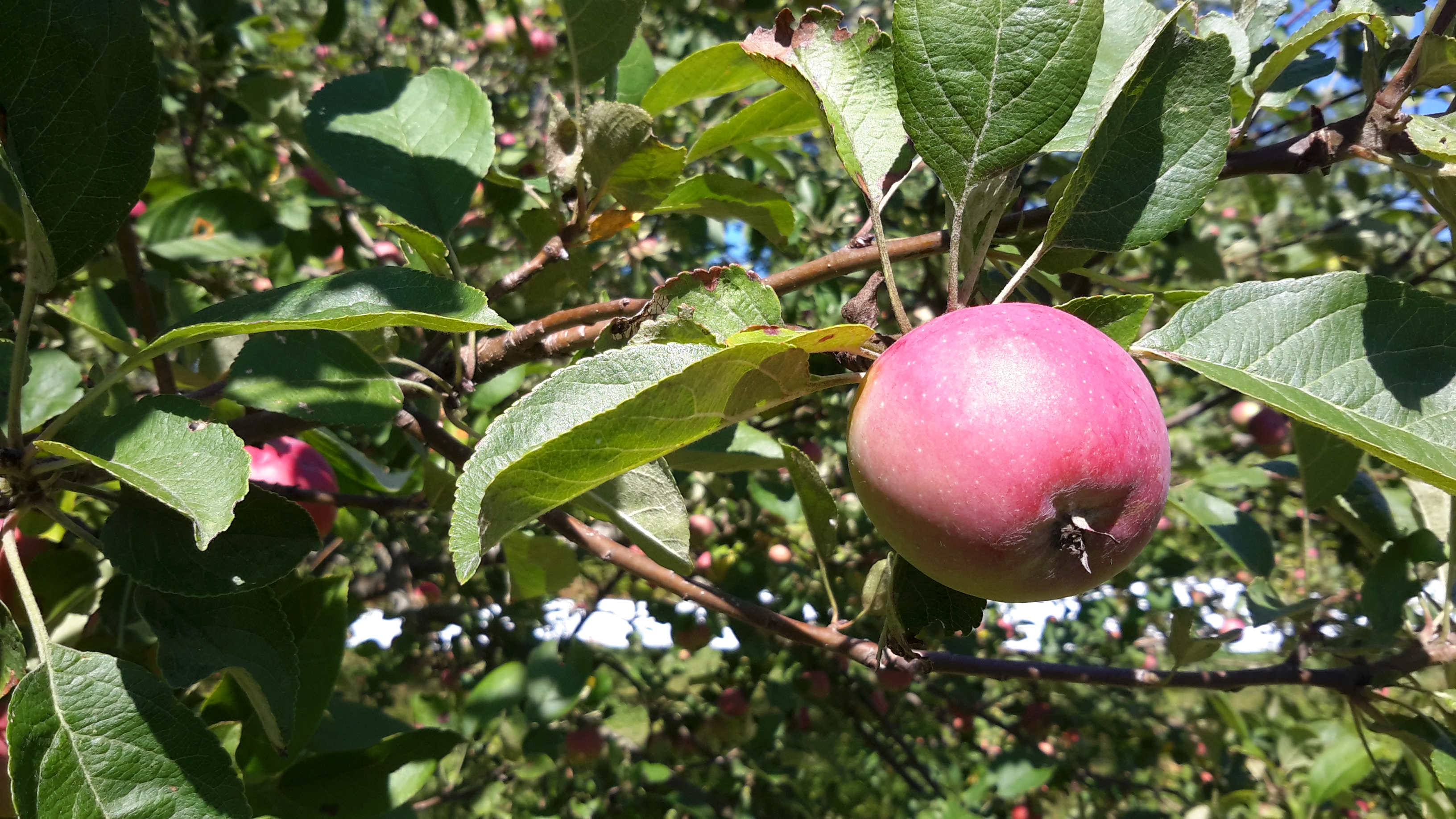 pic_3_orchard26Aug2020